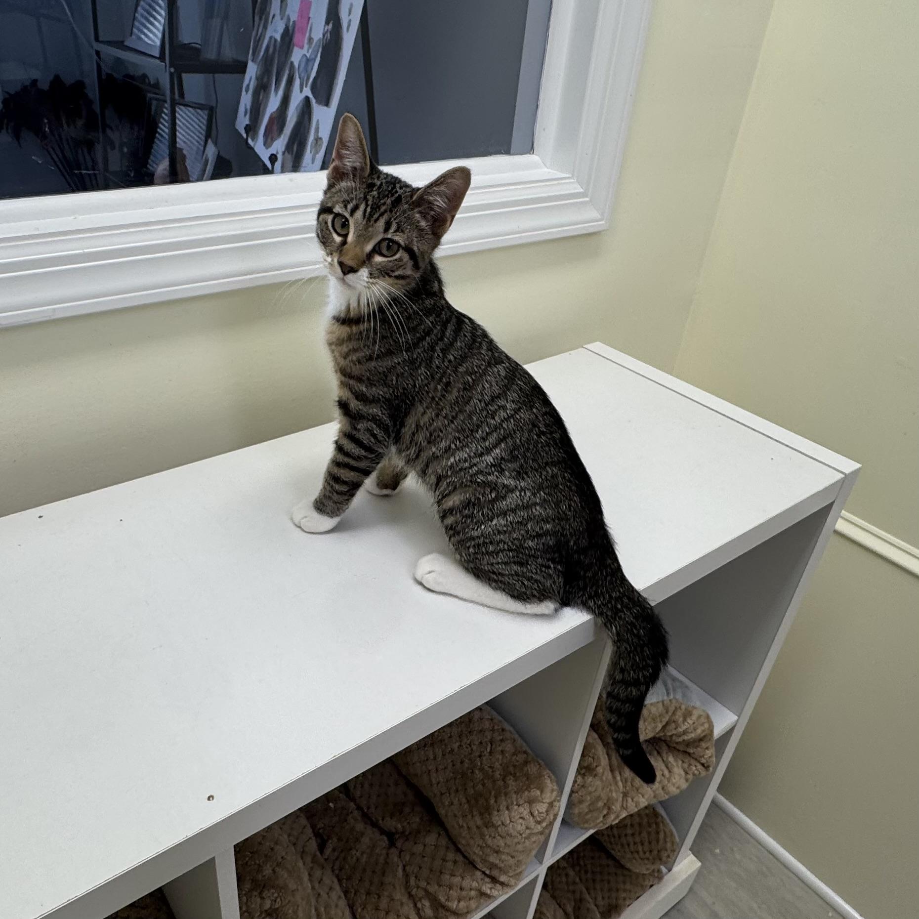 Grover, a ADOPTABLE Tabby in East Northport, NY image 2/6