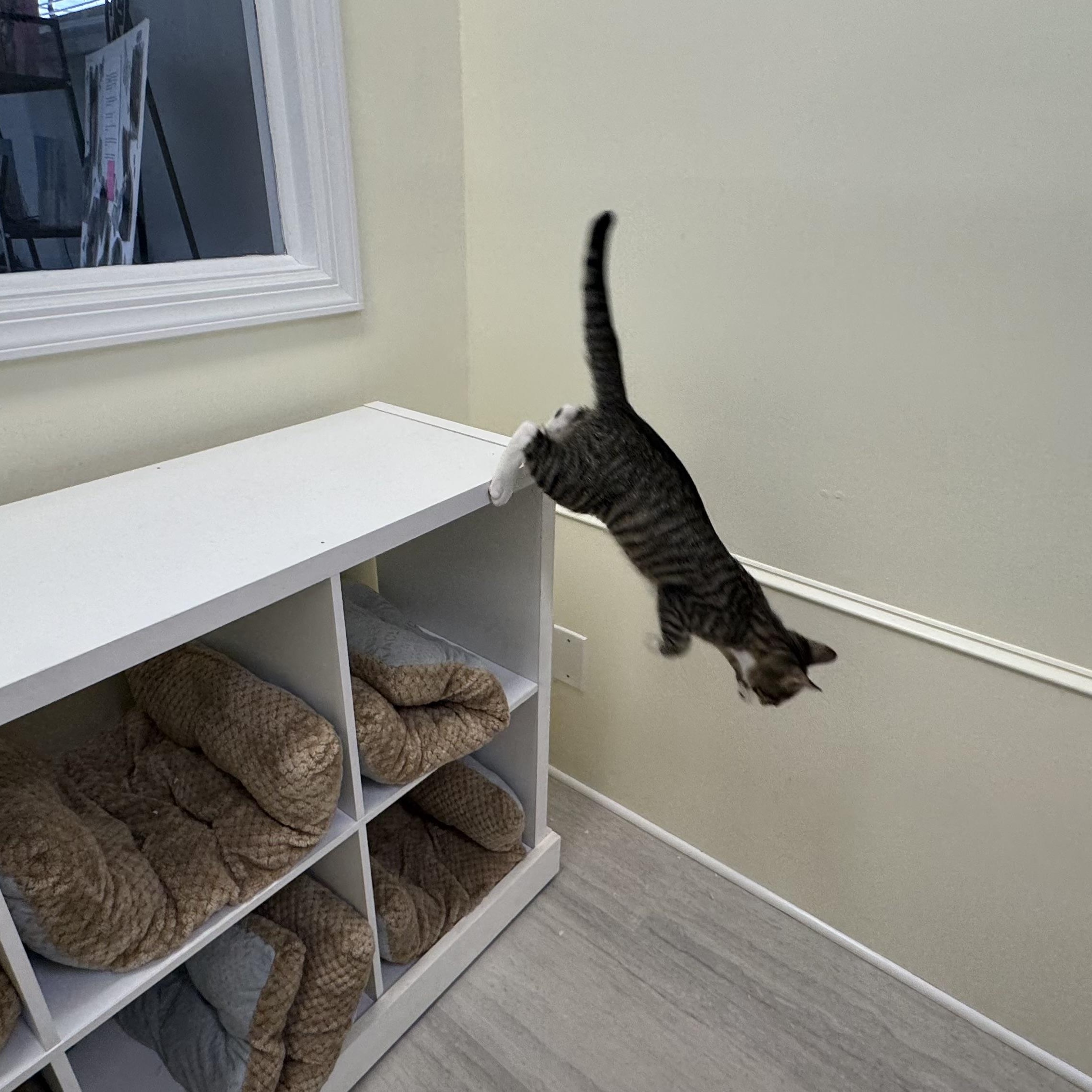 Grover, a ADOPTABLE Tabby in East Northport, NY image 3/6