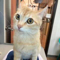 Biscuit, Young Female unknown