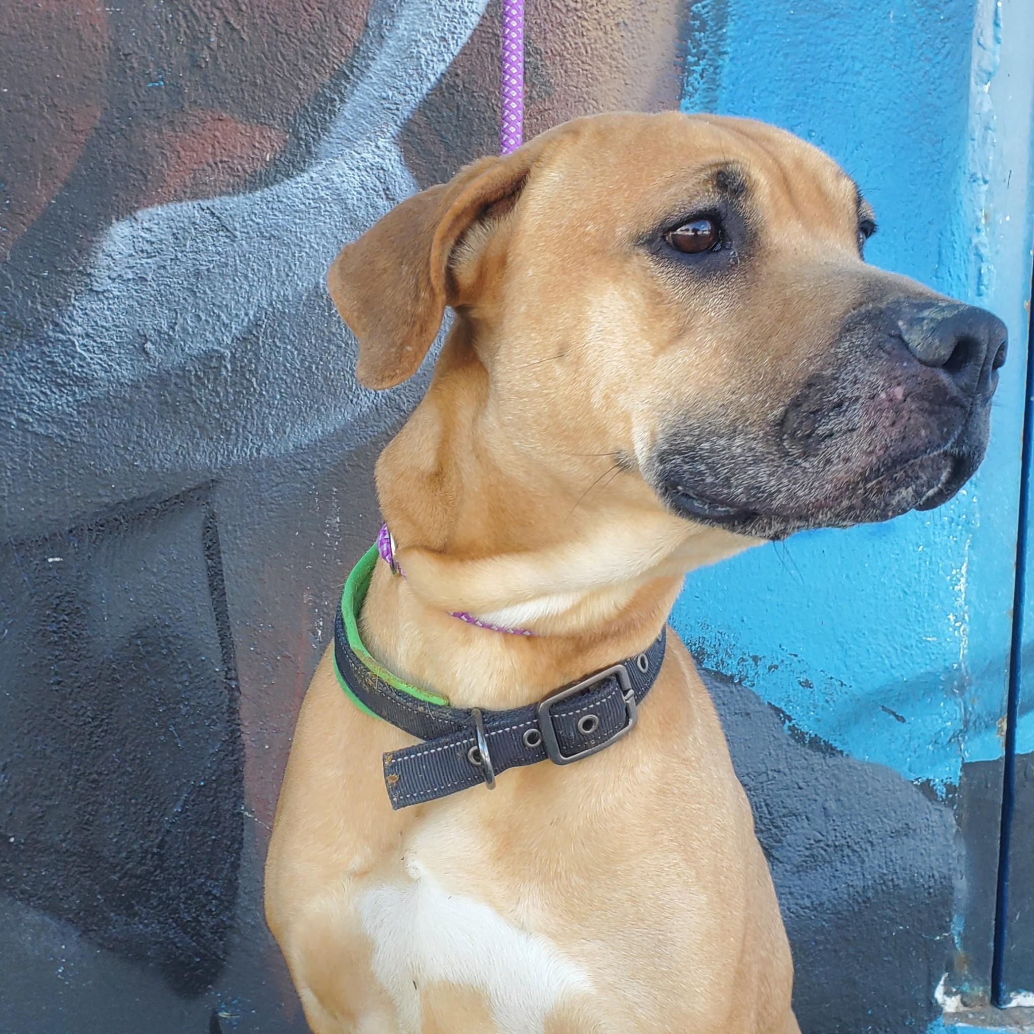 Anderson, a ADOPTABLE mixed breed in Jersey city, NJ image 2/2