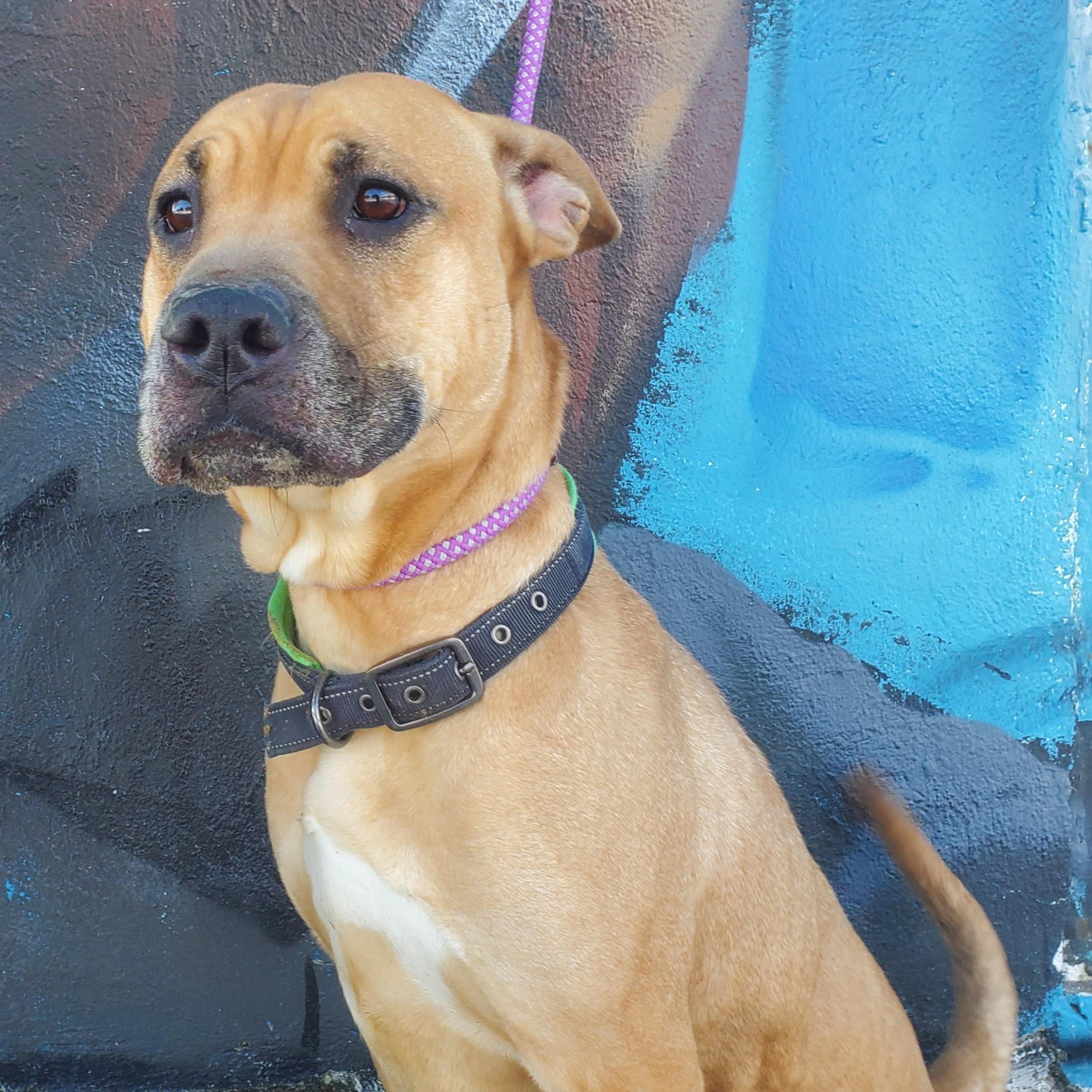 Anderson, a ADOPTABLE mixed breed in Jersey city, NJ image 1/2
