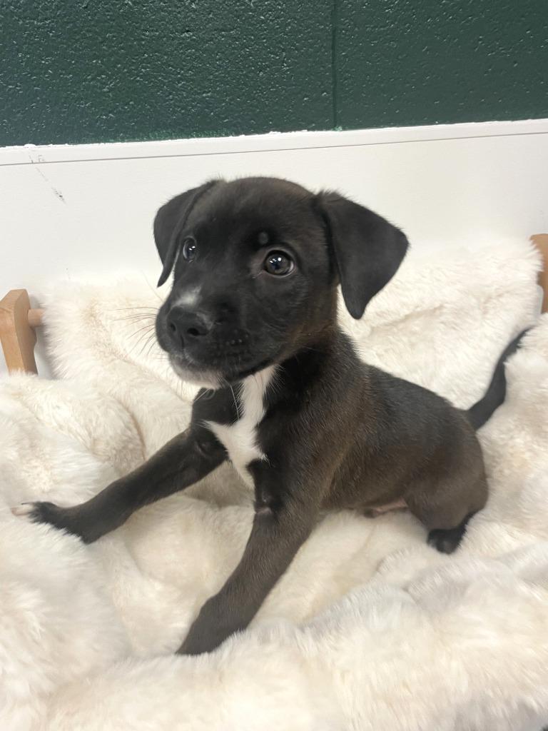 Enlarge Jack Jack, a Adoptable mixed breed in Belton, TX image 2/5