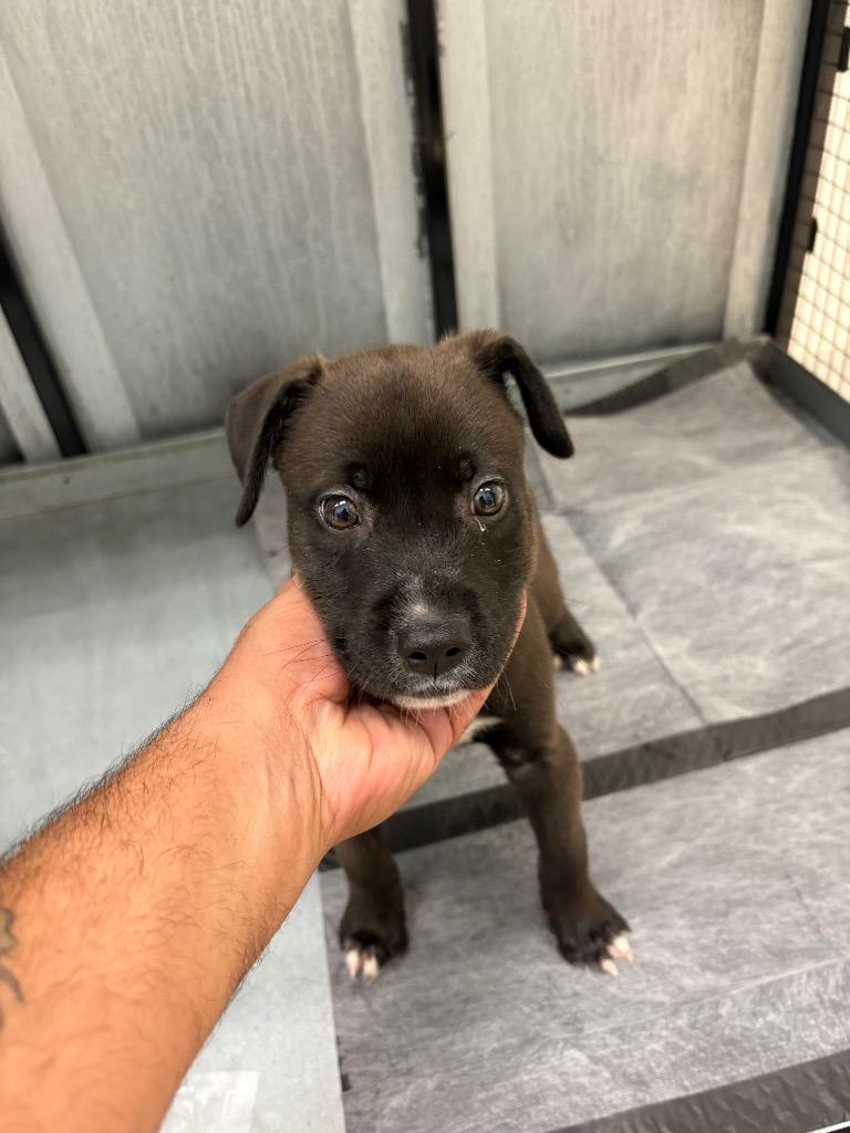 Jack Jack, a Adoptable mixed breed in Belton, TX image 2/5