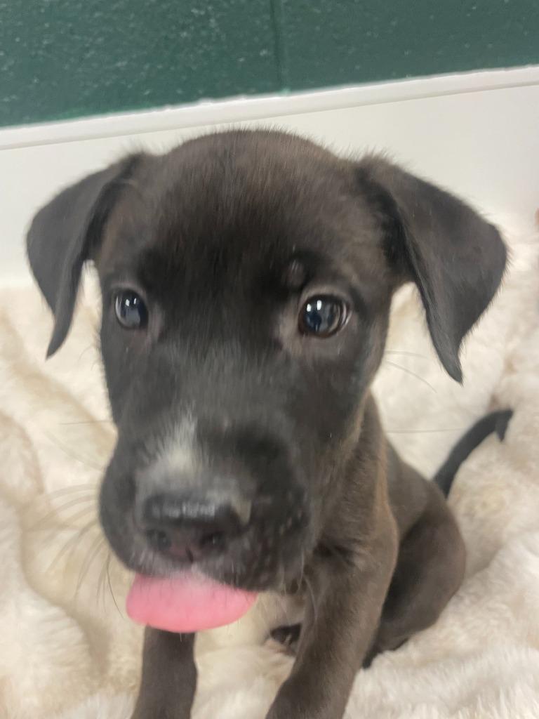 Jack Jack, a Adoptable mixed breed in Belton, TX image 3/5