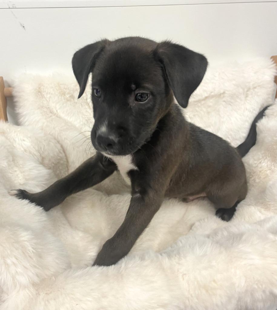 Jack Jack, a Adoptable mixed breed in Belton, TX image 4/5