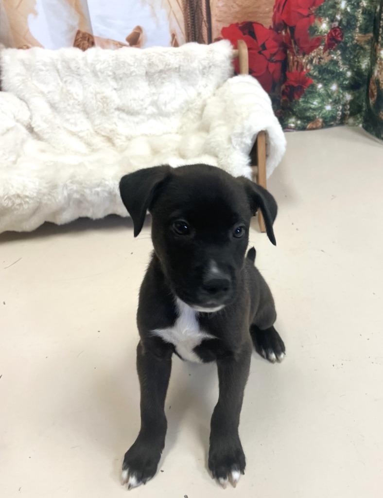 Jack Jack, a Adoptable mixed breed in Belton, TX image 5/5