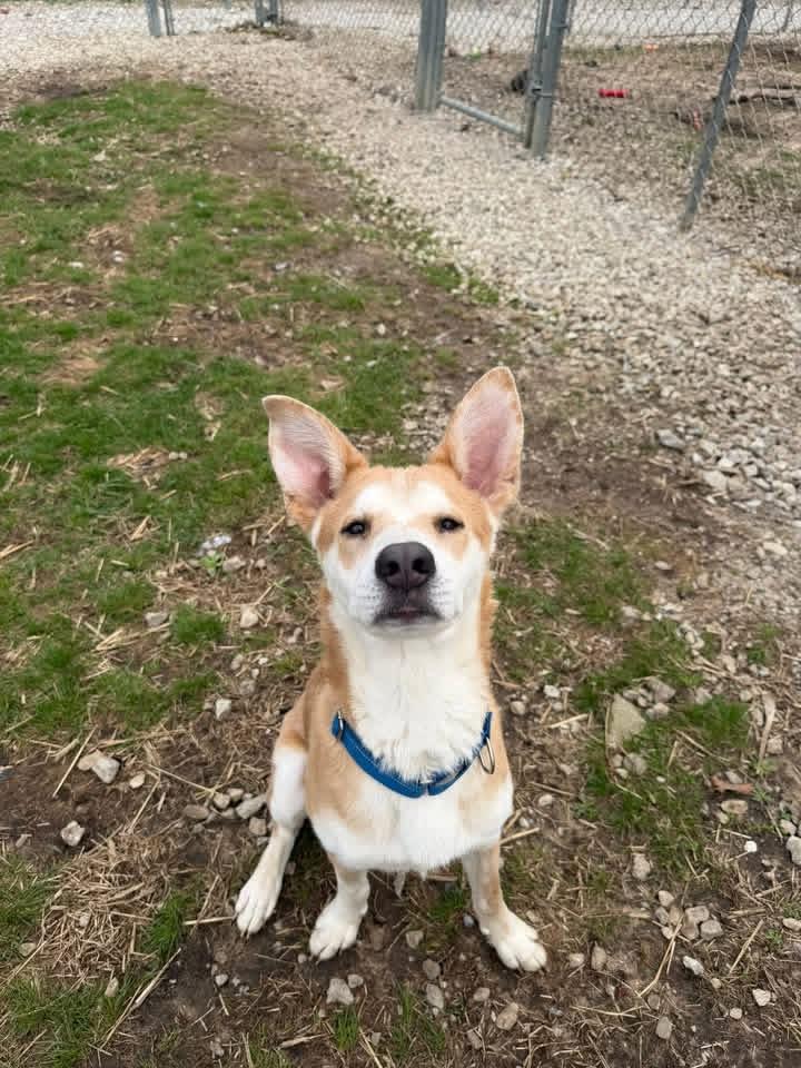 Enlarge DIGBY, a ADOPTABLE mixed breed in Winamac, IN image 1/1