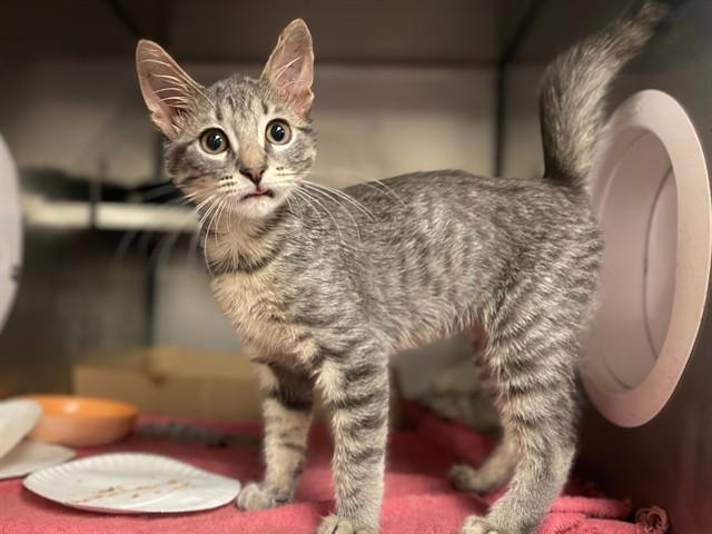 Enlarge JESSE, a Adoptable Domestic Short Hair in Fort Wayne, IN image 1/1