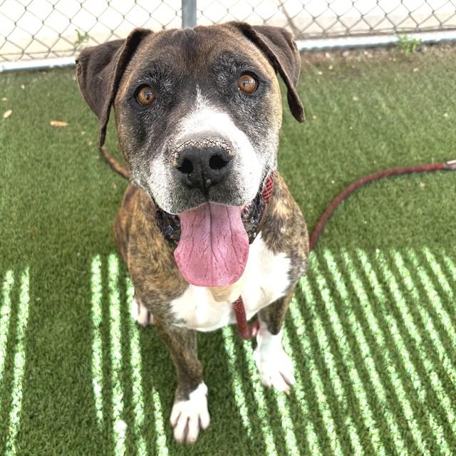 SHERIFF, Adoptable, Adult Male Boxer & Mixed Breed.
