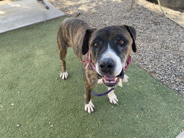 SHERIFF, Adoptable, Adult Male Boxer & Mixed Breed.