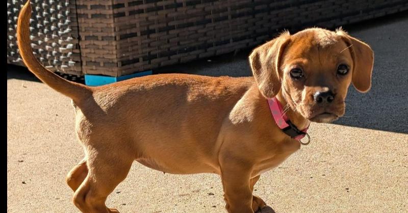 Rain, Adopted, Puppy Female Dachshund & Dachshund.