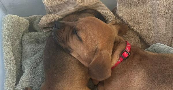 Enlarge Rain, a Adopted mixed breed in Richardson, TX image 2/4