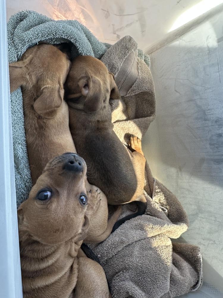 Enlarge Rain, a Adopted mixed breed in Richardson, TX image 3/4