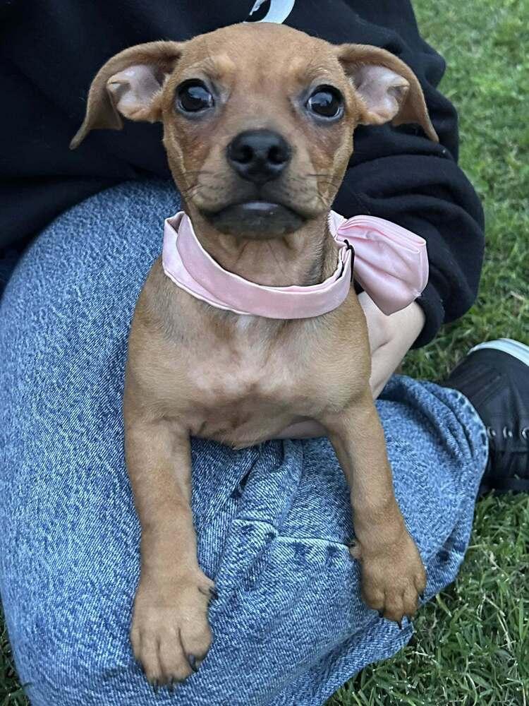 Enlarge Rain, a Adopted mixed breed in Richardson, TX image 4/4