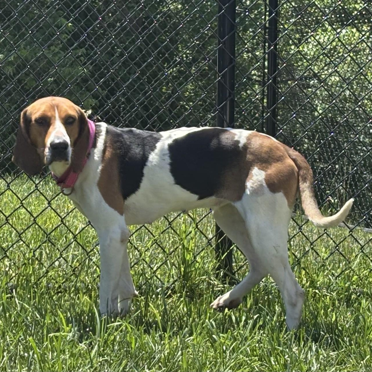 Enlarge Maddie, an adoptable mixed breed in Shepherdsville, KY image 4/4