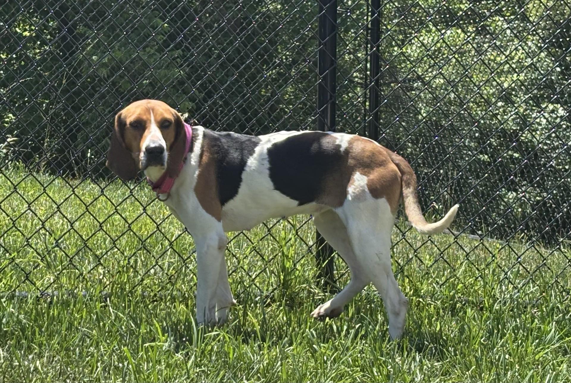 Maddie, a ADOPTABLE mixed breed in Shepherdsville, KY image 2/2