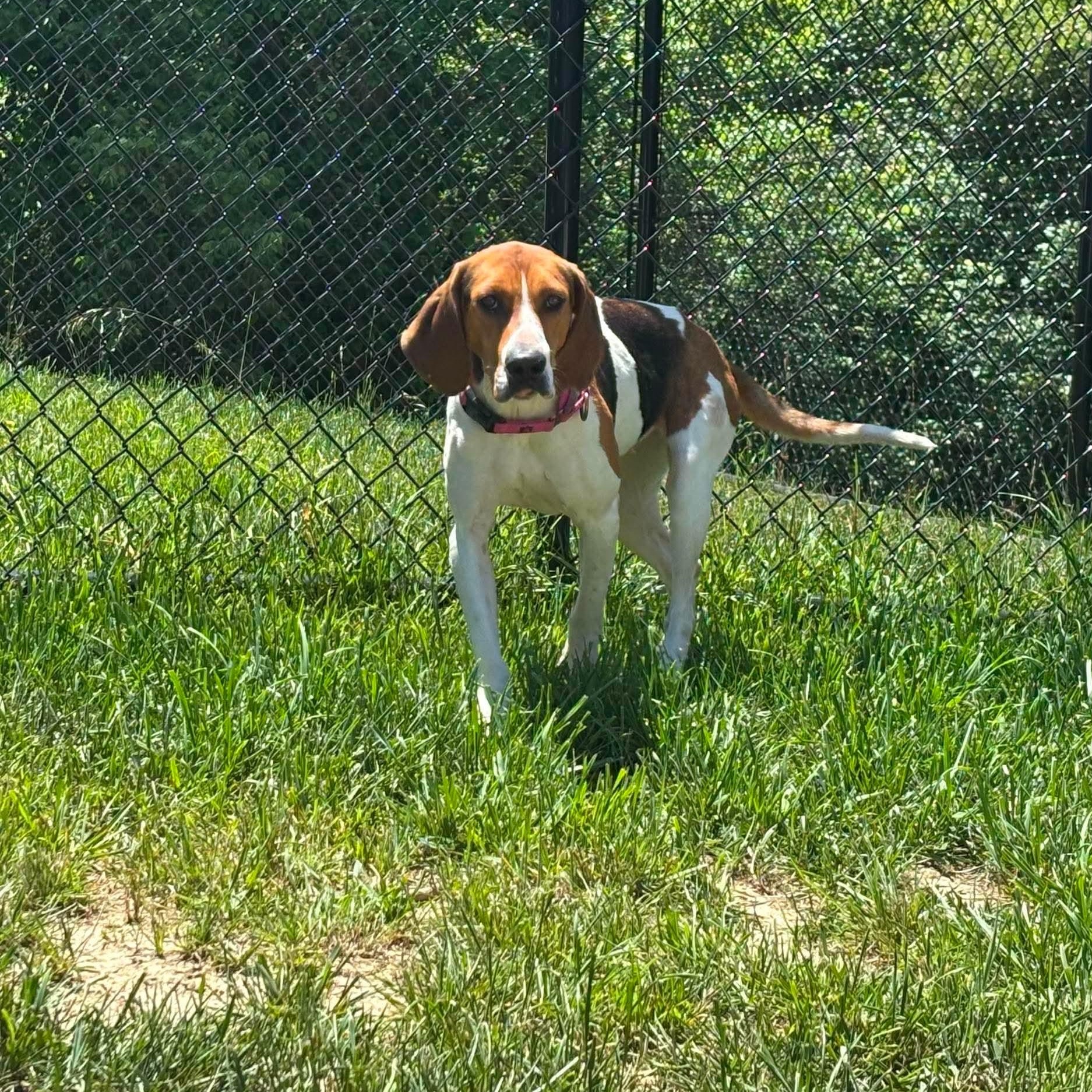 Enlarge Maddie, an adoptable mixed breed in Shepherdsville, KY image 2/4