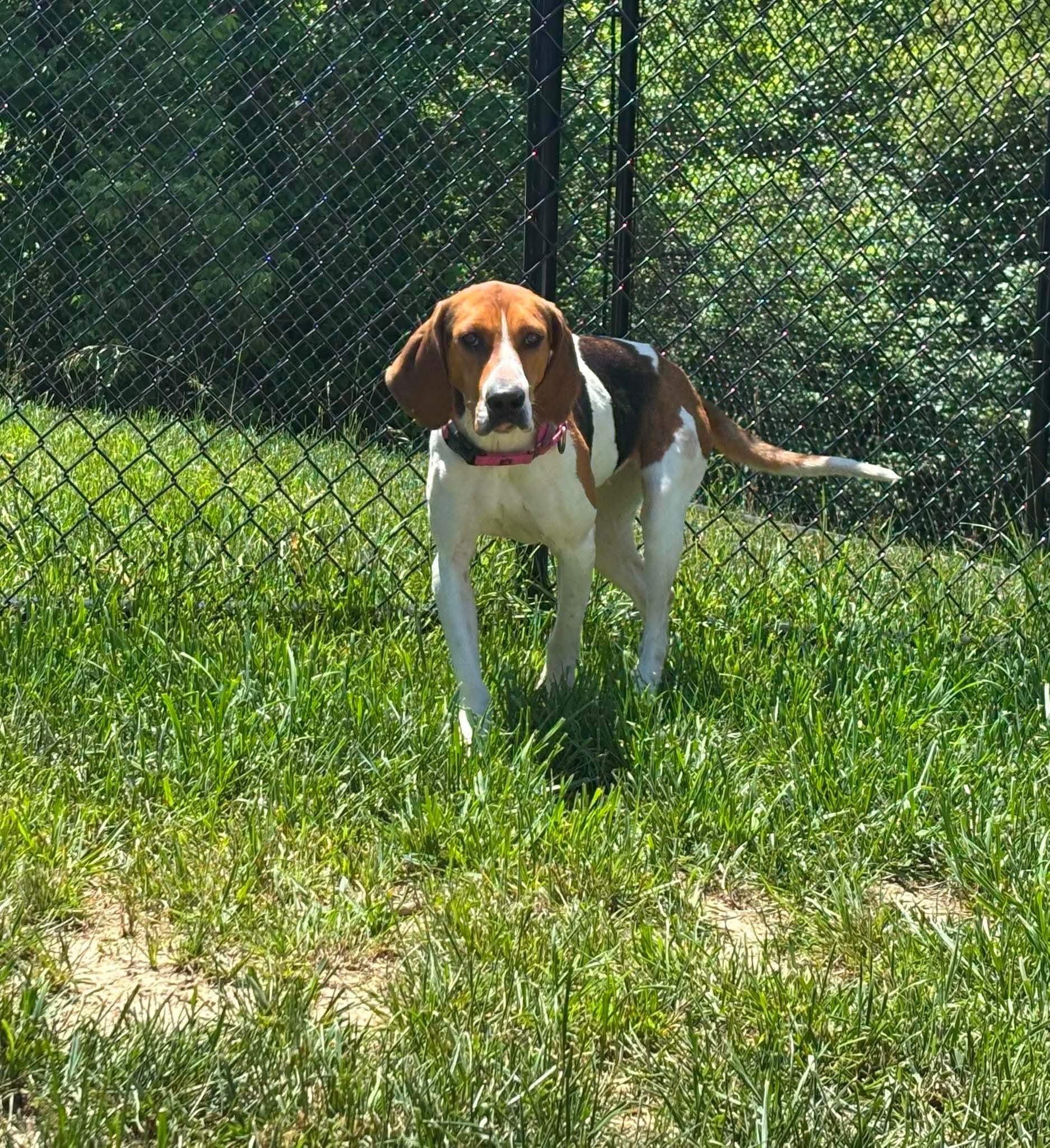 Maddie, a ADOPTABLE mixed breed in Shepherdsville, KY image 1/2
