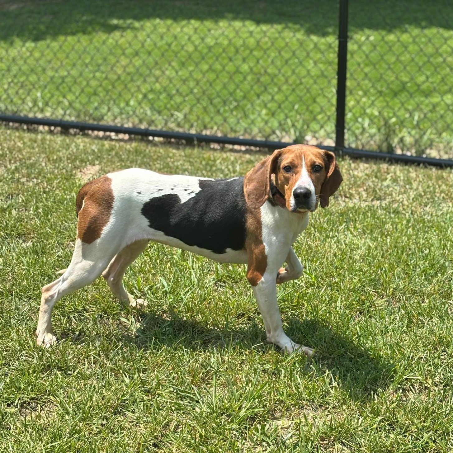 Maddie, adoptable, Adult Female Hound.
