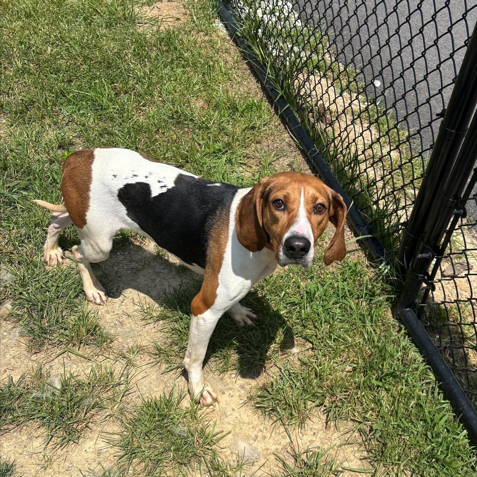 Enlarge Maddie, an adoptable mixed breed in Shepherdsville, KY image 3/4