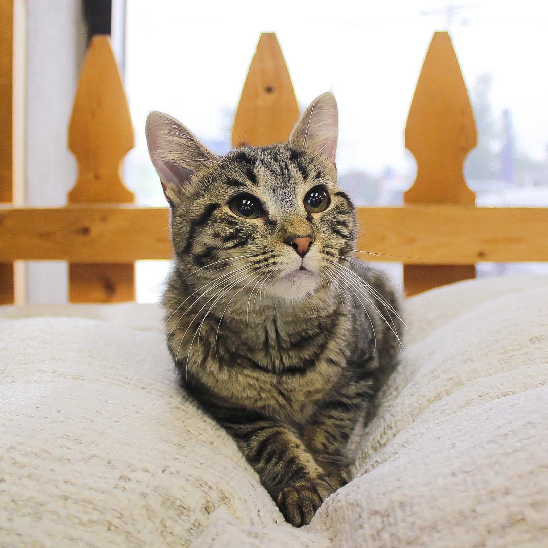 Enlarge Sofia, a Adopted Tabby in Wayne, NJ image 1/6