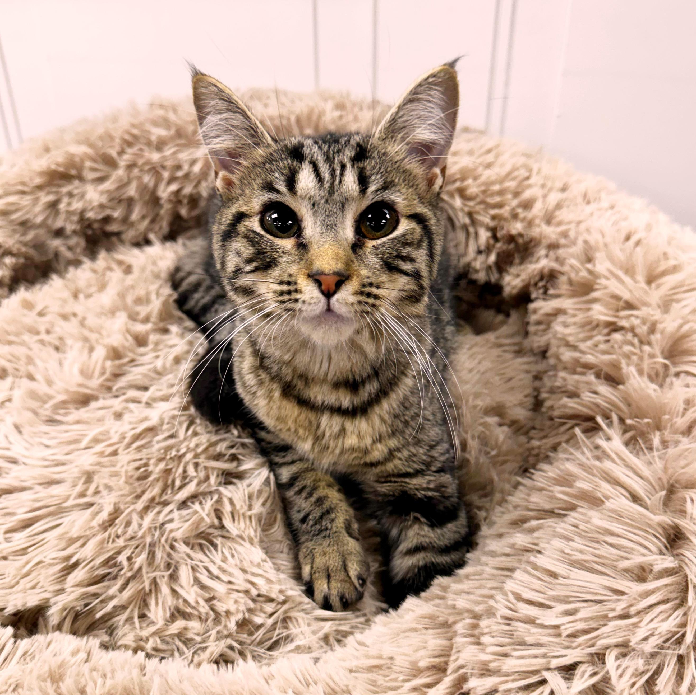 Sofia, Adoptable, Kitten Female Tabby.