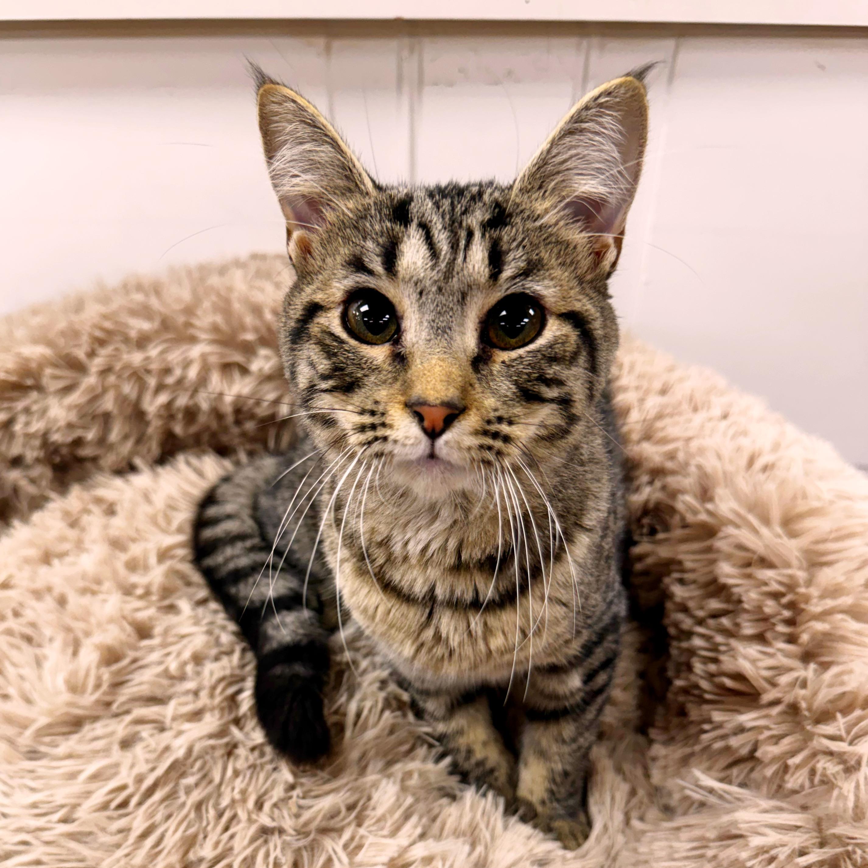Enlarge Sofia, a Adoptable Tabby in Wayne, NJ image 2/5