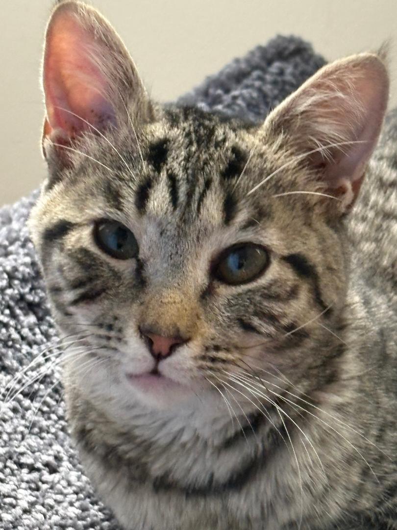Enlarge Sofia, an adoptable Tabby in Wayne, NJ image 4/4