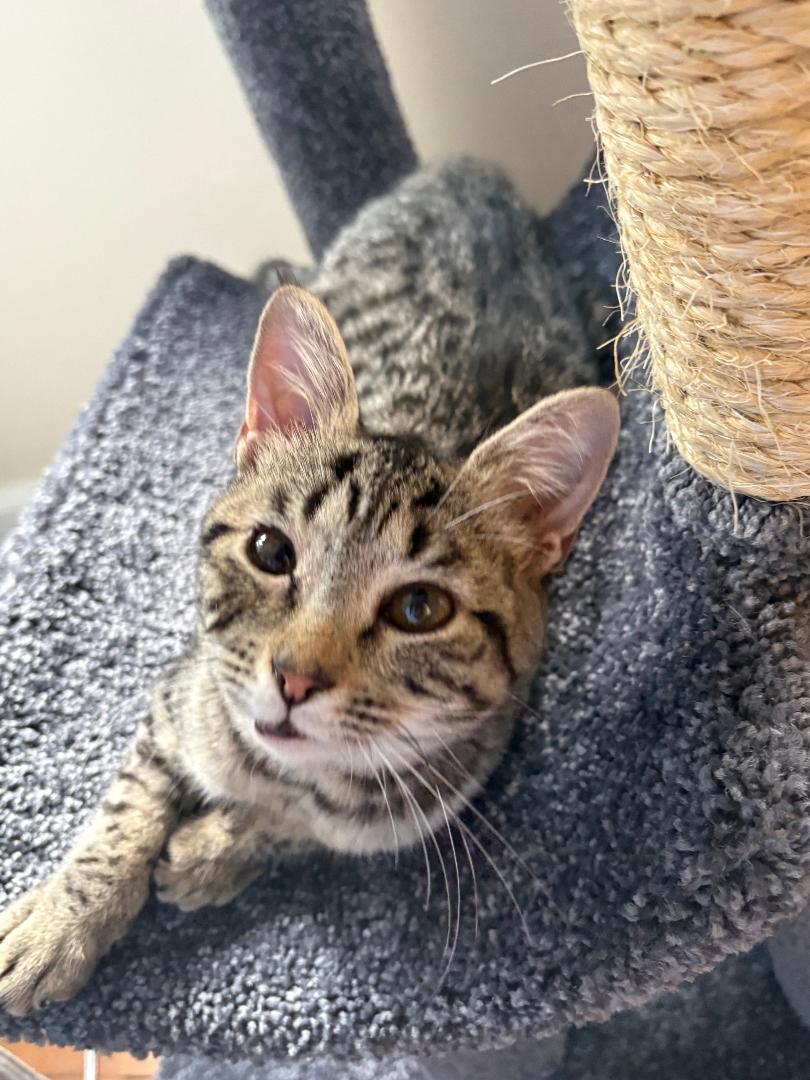 Sofia, adoptable, Kitten Female Tabby.