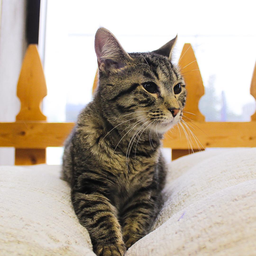 Enlarge Sofia, a Adopted Tabby in Wayne, NJ image 3/6