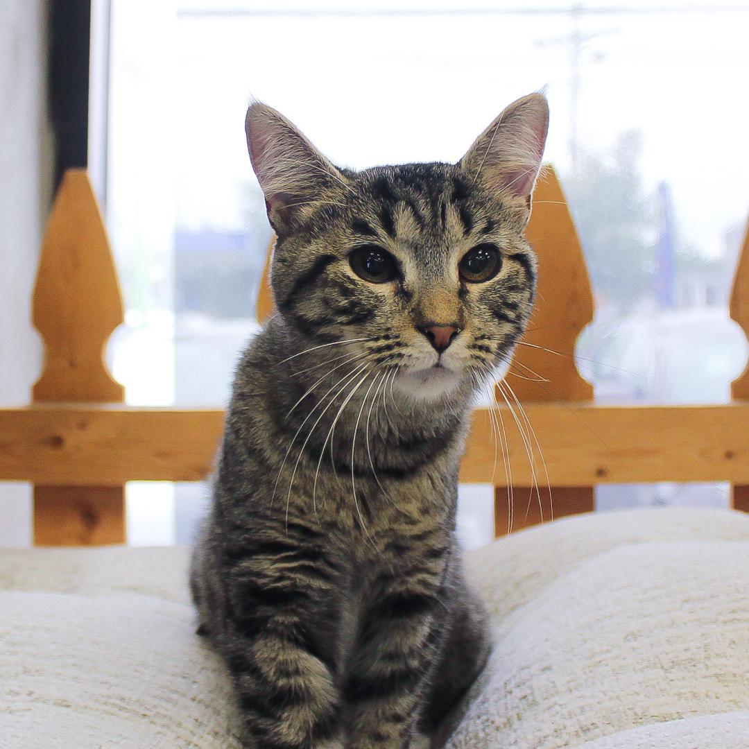 Enlarge Sofia, a Adopted Tabby in Wayne, NJ image 2/6