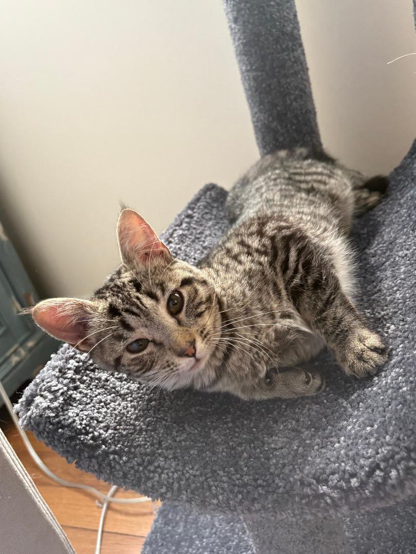 Enlarge Sofia, an adoptable Tabby in Wayne, NJ image 3/4