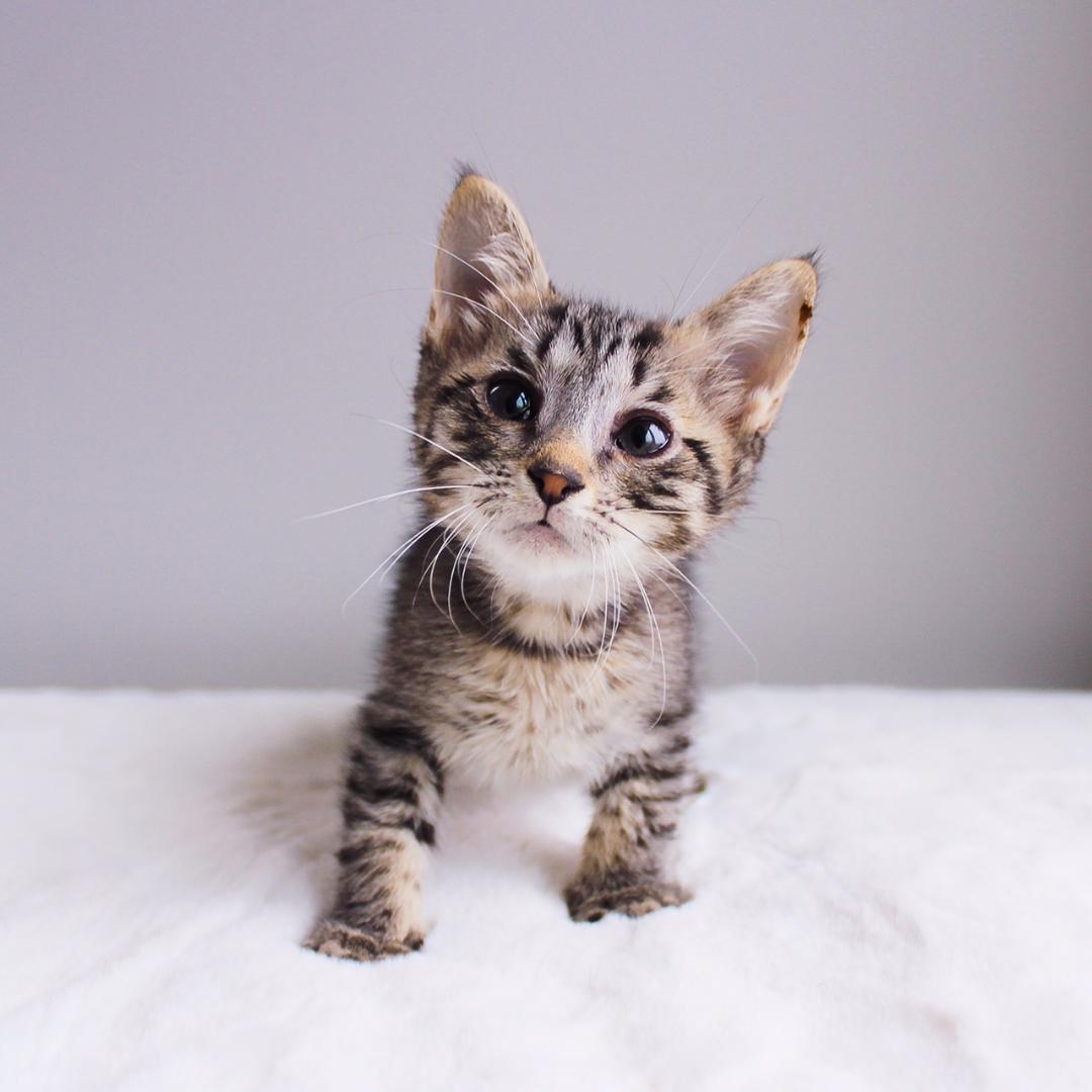 Sofia, an adoptable Tabby in Wayne, NJ image 2/2