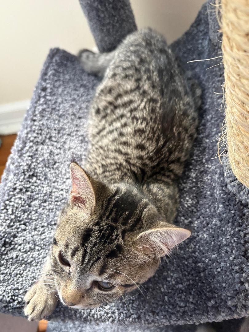 Enlarge Sofia, an adoptable Tabby in Wayne, NJ image 2/4