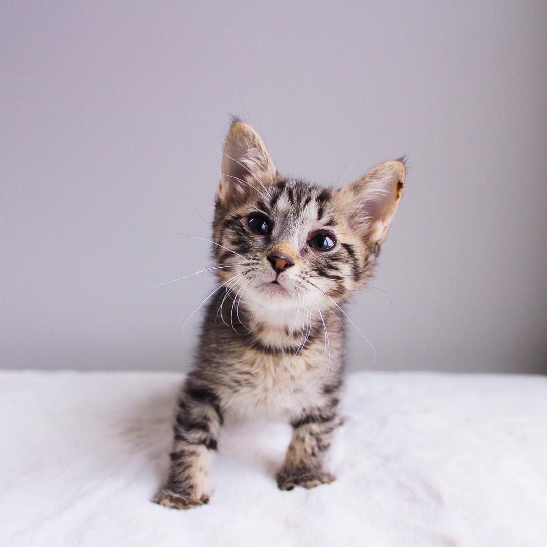 Sofia, adoptable, Kitten Female Tabby.