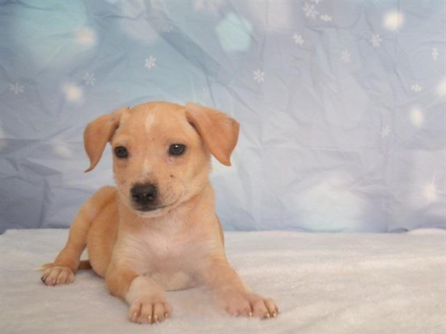 MIKE, Adoptable, Puppy Male Chihuahua & Mixed Breed.