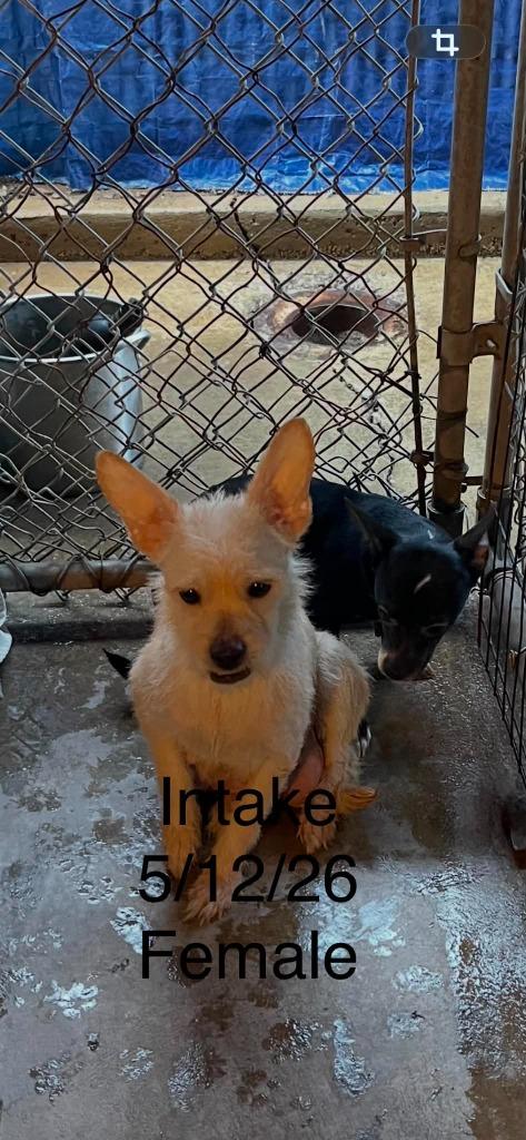 Honeybunches, Adoptable, Young Female Terrier & Chihuahua.