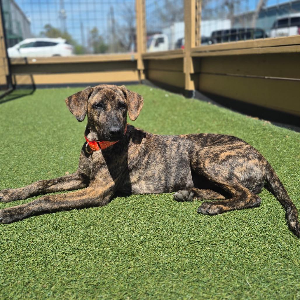 Enlarge Olivia, a Adoptable Labrador Retriever in Houston, TX image 1/3