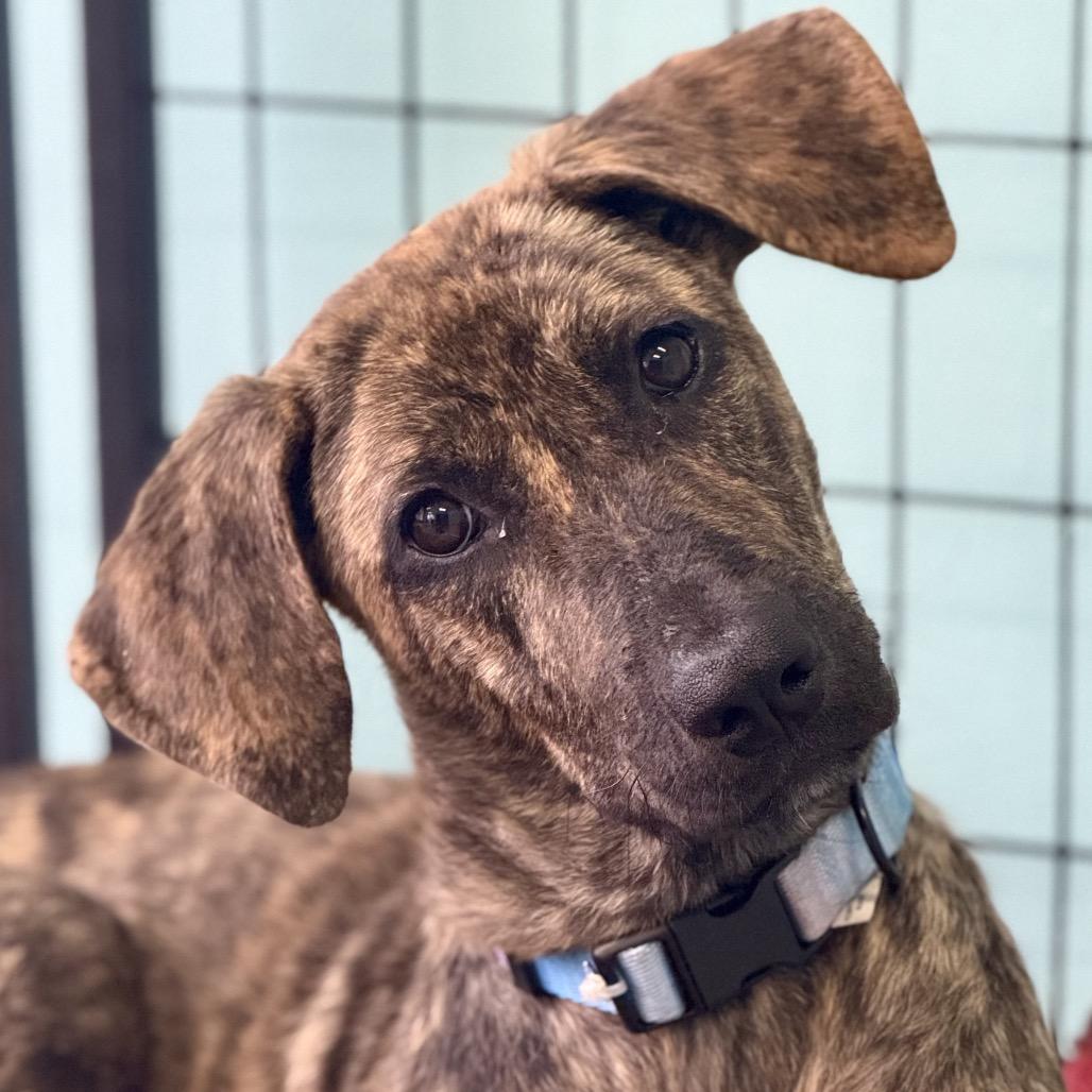 Enlarge Olivia, a Adoptable Labrador Retriever in Houston, TX image 2/3