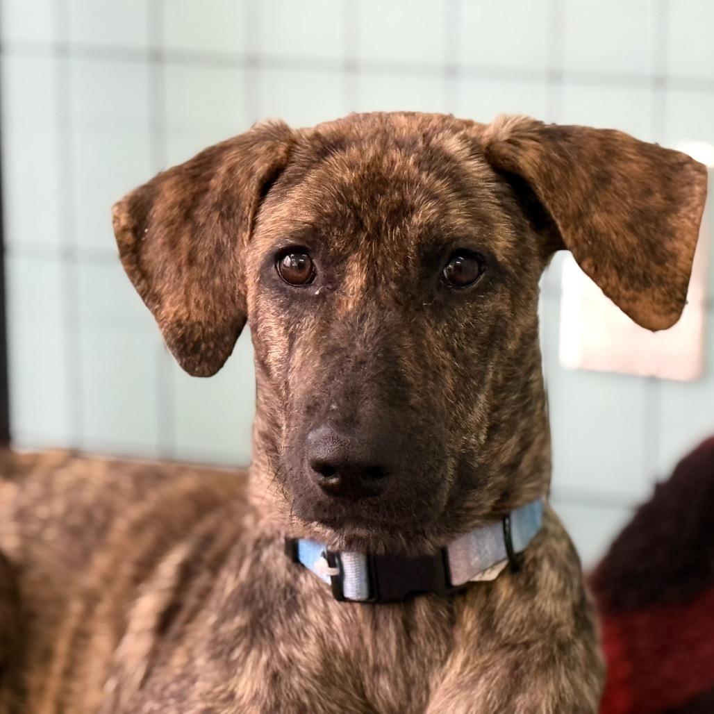 Enlarge Olivia, a Adoptable Labrador Retriever in Houston, TX image 3/3