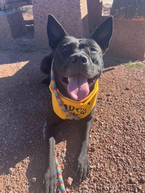 Maria, a Adoptable mixed breed in Phoenix, AZ image 1/3