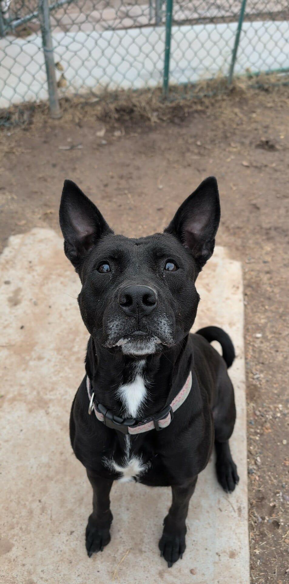 Enlarge Maria, a Adoptable mixed breed in Phoenix, AZ image 1/3
