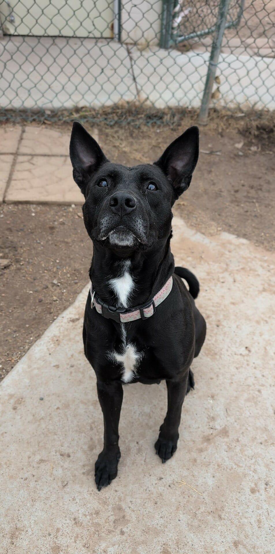 Enlarge Maria, a Adoptable mixed breed in Phoenix, AZ image 2/3