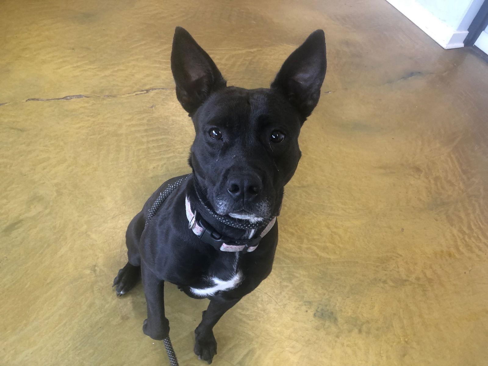 Enlarge Maria, a Adoptable mixed breed in Phoenix, AZ image 3/3