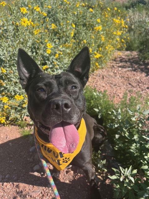 Maria, a Adoptable mixed breed in Phoenix, AZ image 2/3