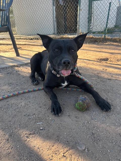 Maria, a Adoptable mixed breed in Phoenix, AZ image 2/3