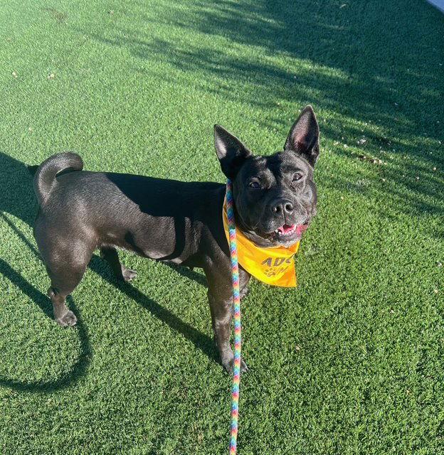 Maria, a Adoptable mixed breed in Phoenix, AZ image 3/3