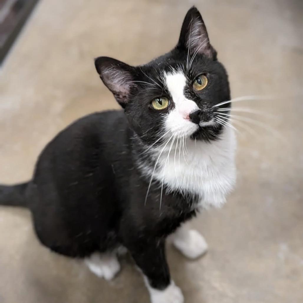 Jigsaw **Off-Site Foster Home**, Adoptable, Adult Male Domestic Short Hair.