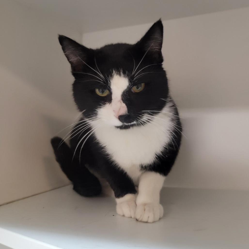 Jigsaw, Adoptable, Adult Male Domestic Short Hair.