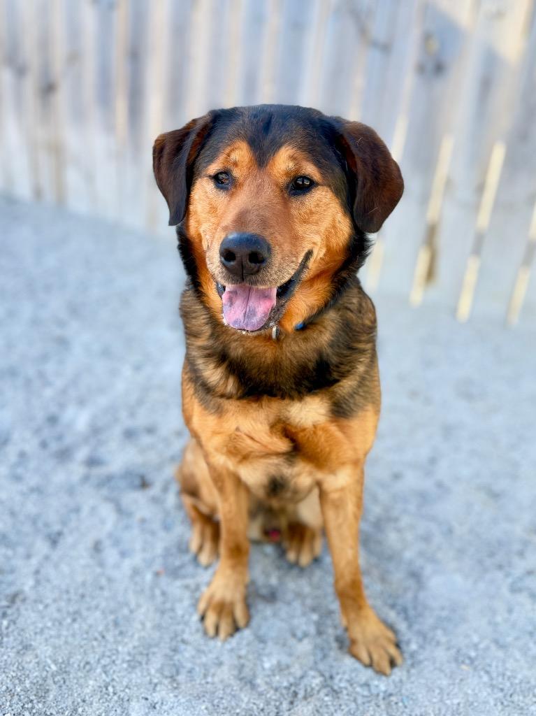 Rookie, Adoptable, Young Male Mixed Breed.